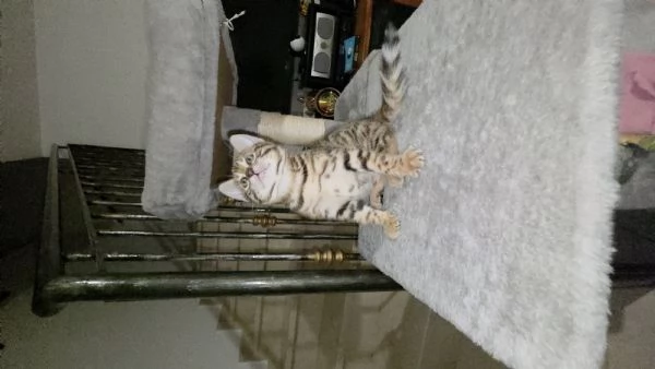 Gattini bengala  cell hidden | Foto 0