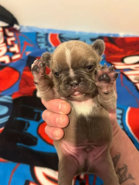 Cuccioli bulldog francese maschi
