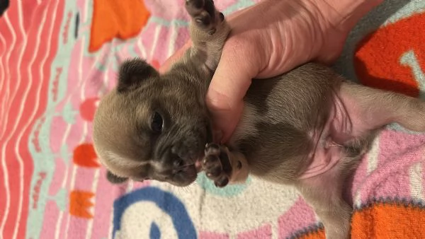 Cuccioli bulldog francese maschi | Foto 1
