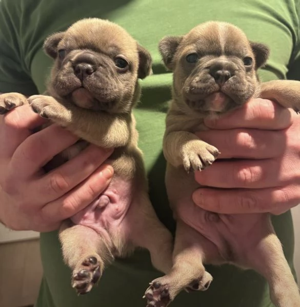Cuccioli bulldog francese maschi | Foto 0