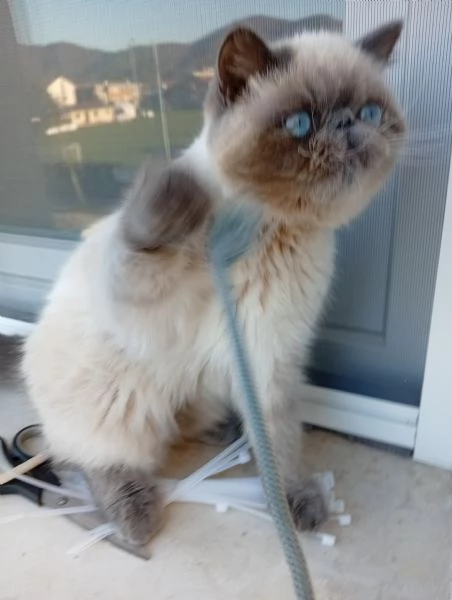 Exotic Shorthair  | Foto 2