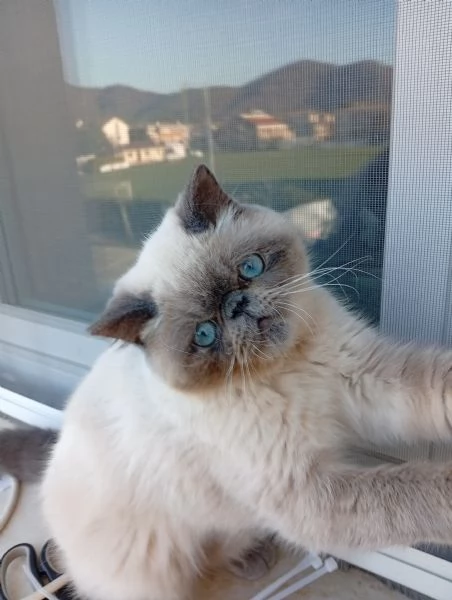 Exotic Shorthair  | Foto 0