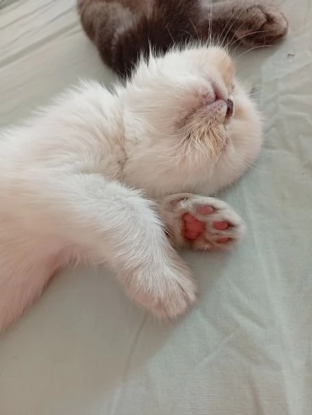 Exotic Shorthair  | Foto 3