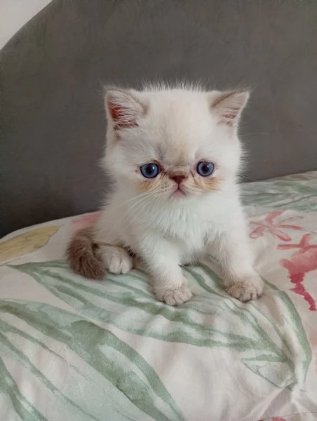 Exotic Shorthair  | Foto 2