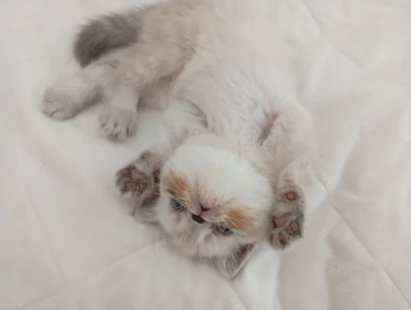 Exotic Shorthair  | Foto 5