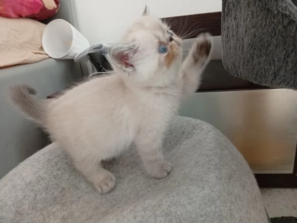 Exotic Shorthair  | Foto 3