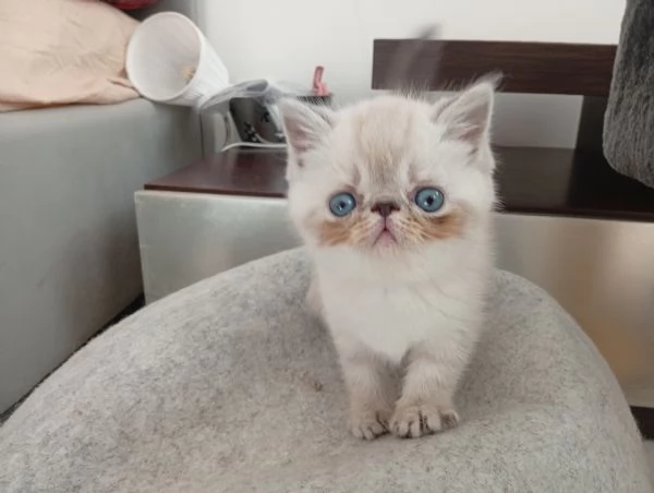 Exotic Shorthair  | Foto 2