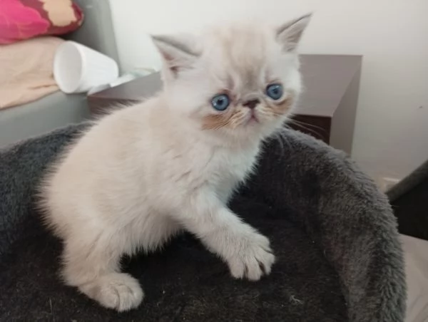 Exotic Shorthair  | Foto 1