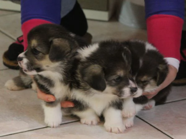 Adorabili cuccioli di welsh corgi pembroke | Foto 4