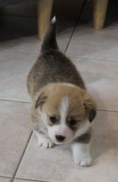 Adorabili cuccioli di welsh corgi pembroke | Foto 3