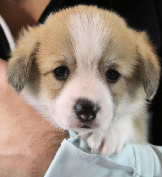 Adorabili cuccioli di welsh corgi pembroke