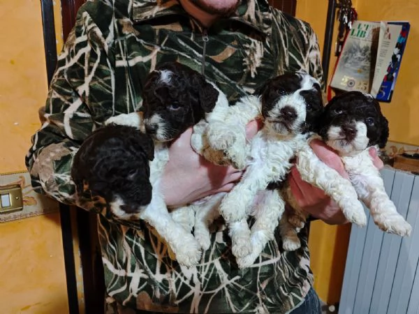 Cuccioli di Lagotto Romagnolo