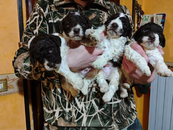 Cuccioli di Lagotto Romagnolo | Foto 2