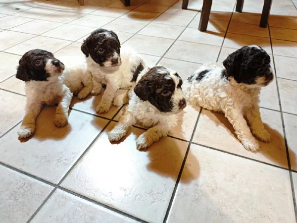Cuccioli di Lagotto Romagnolo | Foto 0