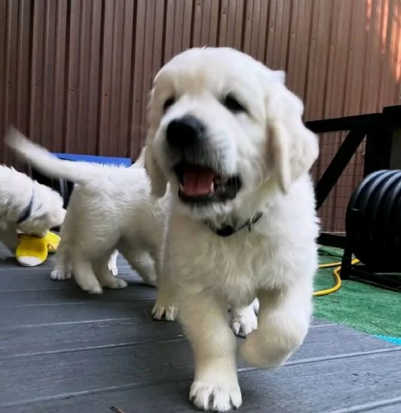 Cuccioli di Golden Retriever 