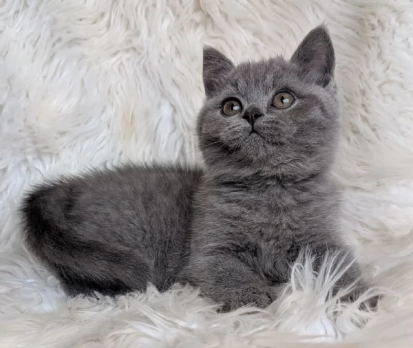 Gattini British Shorthair dolcissimi