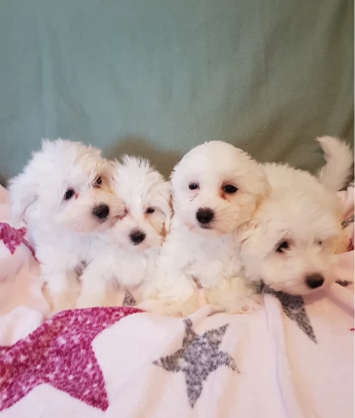 Cuccioli di Maltese toy di razza pura in adozione | Foto 1