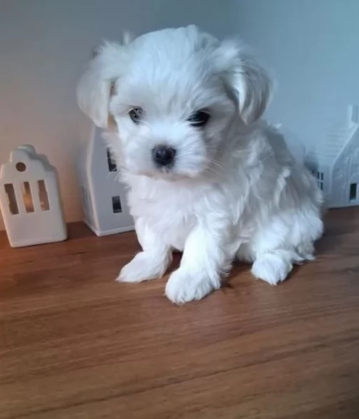 Cuccioli di Maltese toy di razza pura in adozione | Foto 0