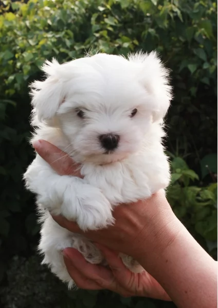 Cuccioli di Maltese toy di razza pura in adozione | Foto 0