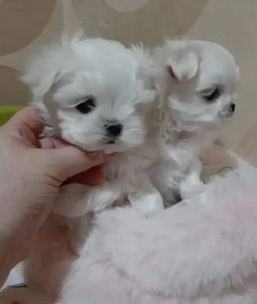 Cuccioli di Maltese toy di razza pura in adozione | Foto 3