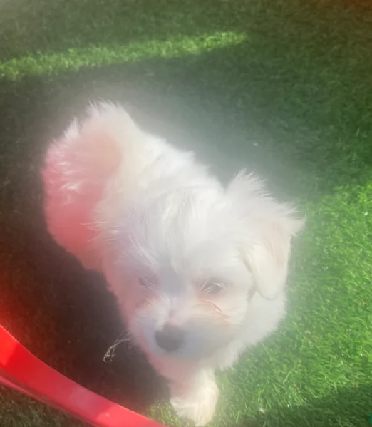 Cuccioli di Maltese toy di razza pura in adozione | Foto 1