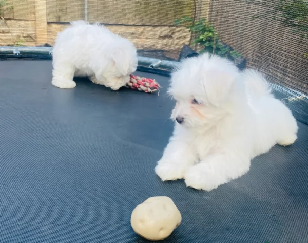 Cuccioli di Maltese toy di razza pura in adozione | Foto 0