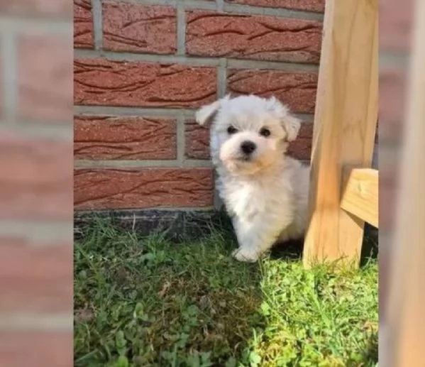 Cuccioli di Maltese toy di razza pura in adozione | Foto 3