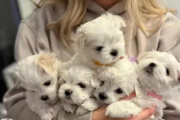 Cuccioli di Maltese toy di razza pura in adozione | Foto 0