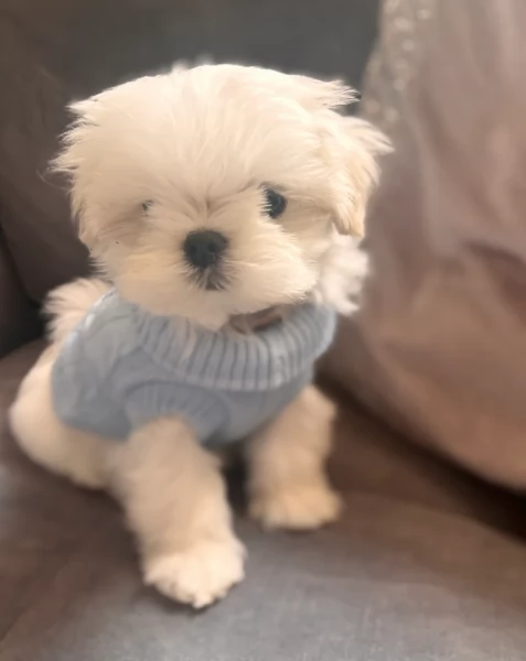 Cuccioli di Maltese toy di razza pura in adozione | Foto 3