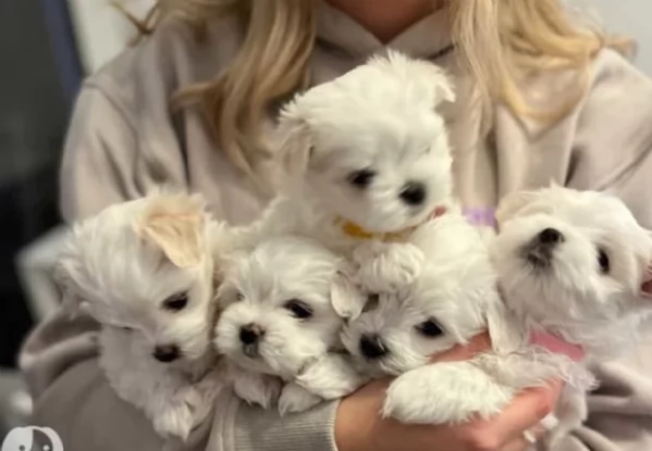 Cuccioli di Maltese toy di razza pura in adozione | Foto 0
