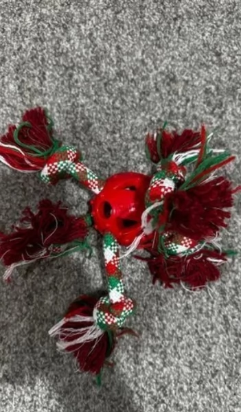 Cuccioli di Maltese toy di razza pura in adozione | Foto 2