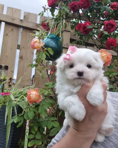 Cuccioli di Maltese toy di razza pura in adozione | Foto 4