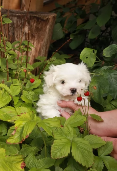 Cuccioli di Maltese toy di razza pura in adozione | Foto 2