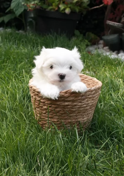 Cuccioli di Maltese toy di razza pura in adozione