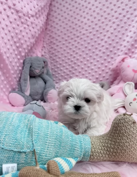 Cuccioli di Maltese toy di razza pura in adozione | Foto 5