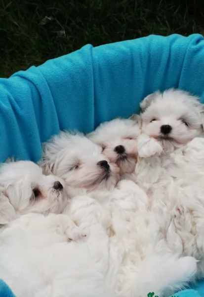 Cuccioli di Maltese toy di razza pura in adozione | Foto 0