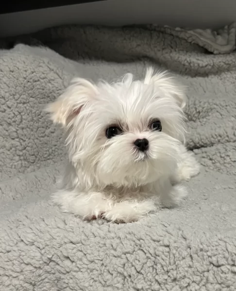 Cuccioli di Maltese toy di razza pura in adozione | Foto 5