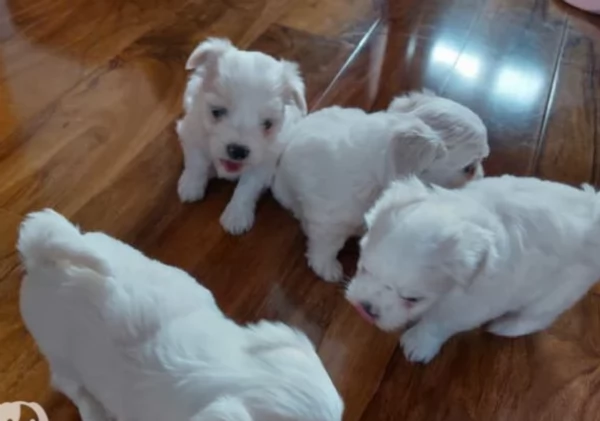 Cuccioli di Maltese toy di razza pura in adozione