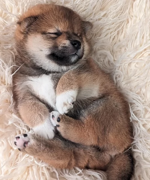 regalo cuccioli di Shiha Inu per adozione | Foto 0