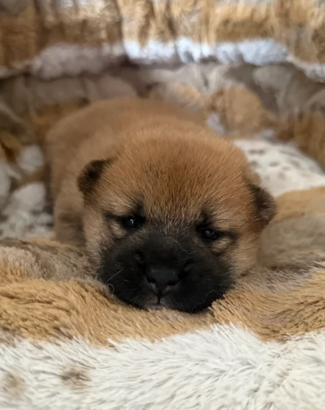 regalo cuccioli di Shiha Inu per adozione | Foto 0