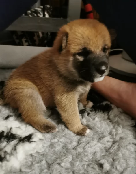 regalo cuccioli di Shiha Inu per adozione | Foto 5