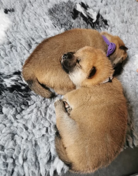 regalo cuccioli di Shiha Inu per adozione | Foto 4