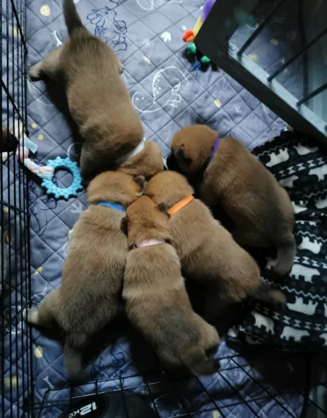 regalo cuccioli di Shiha Inu per adozione | Foto 0