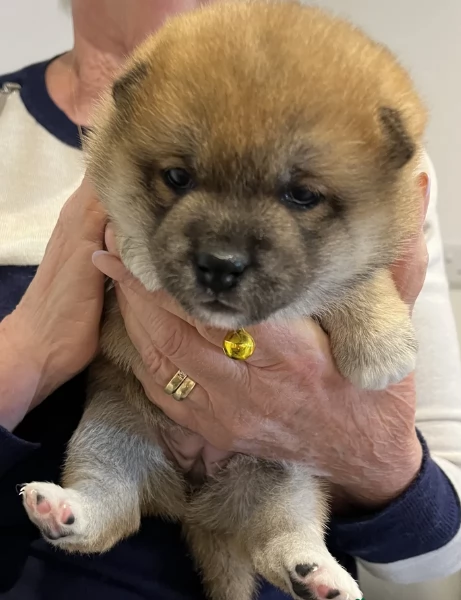 adorabili cuccioli di Shiba Inu per adozione