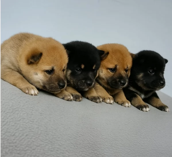 adorabili cuccioli di Shiba Inu per adozione | Foto 1