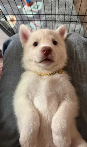 regalo per adozione siberian husky cuccioli