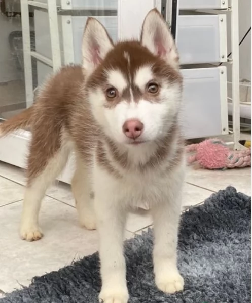 regalo per adozione siberian husky cuccioli | Foto 1