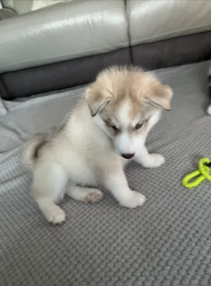 regalo per adozione siberian husky cuccioli | Foto 0