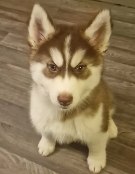 regalo per adozione siberian husky cuccioli | Foto 0