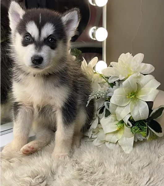 regalo per adozione siberian husky cuccioli | Foto 6